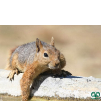 گونه سنجاب ایرانی Sciurus anomalus